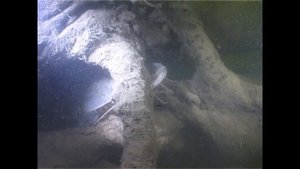 Астрахань - ранняя весна, подводная охота и рыбалка на базе "Лебедь"