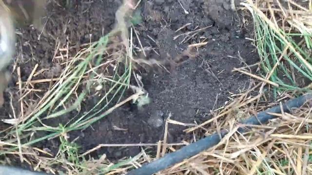 Помидор Фенда ! смотреть онлайн