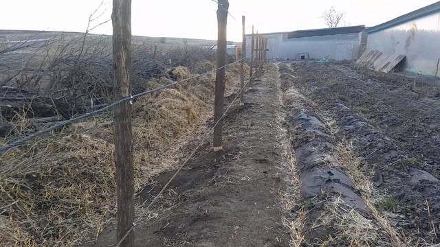 Завершение строительства шпалеры для ежевики смотреть онлайн