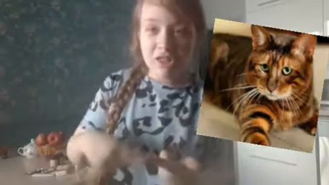 кошка тойгер смотреть онлайн