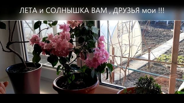 ЦВЕТЫ в феврале для ВАС, мои ДРУЗЬЯ ! ЛЕТО на окошке в домике у реки ! БУГЕНВИЛЛИЯ , ТУЯ , ОРХИДЕЯ