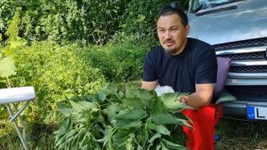 Зачем нужны веники из крапивы