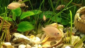 Аквариум с Цихлидами Фламинго.