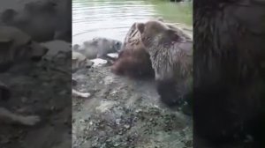 Битва, стая волков/медведей