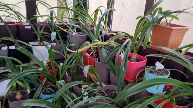 теплица с гиппеаструмами, первые носики в этом сезоне цветения смотреть онлайн