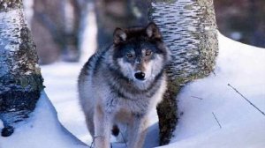 Тайга Восточной Сибири Елена  Ваенга