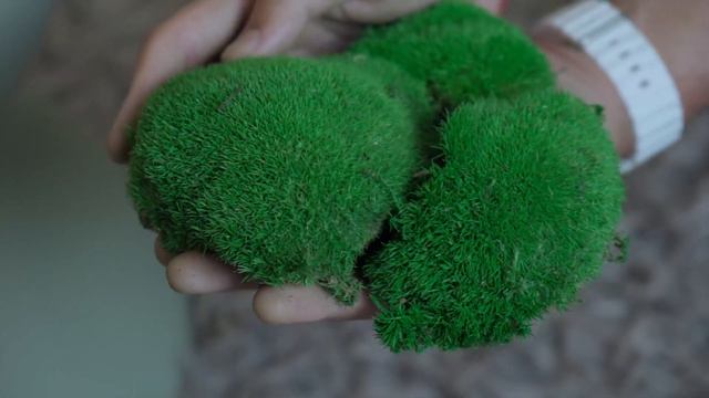 Обзор на царскую кочку от  компании GREENERY