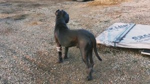 БОЙНЯ КАНЕ КОРСО И ТРЕХ ПИТБУЛЕЙ! Первый день после драки собак.