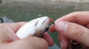 Ловля Хариуса на Бии🎣