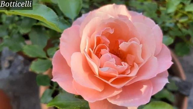 10 Very Beautiful Rose Varieties With Names Or IDs смотреть онлайн