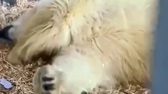 Диксона больше нет..он ушёл по Радуге к Звёздам..??? смотреть онлайн