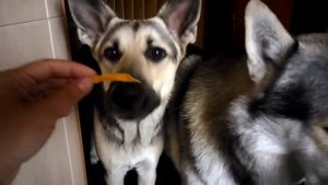 Сушеная тыква :)