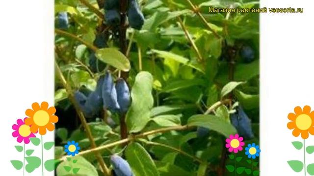 Жимолость голубая, подвид камчатская Морена. Краткий обзор, описание lonicera kamtschatica Morena смотреть онлайн