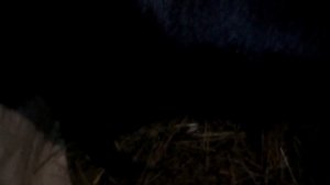 Как узнать котная молодая козочка или нет?!