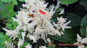 Астильба арендса Бумальда (bumalda) ? обзор: как сажать, рассада астильбы Бумальда