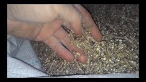 При гранулирования цельного зерна получается красивая гранула! When granulation is a beautiful bead