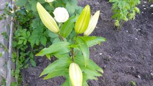 Лили Уход и Посадка. Как сажать лилии весной!