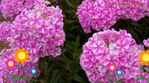 Флокс метельчатый Наташа. Краткий обзор, описание характеристик phlox natascha Natasha