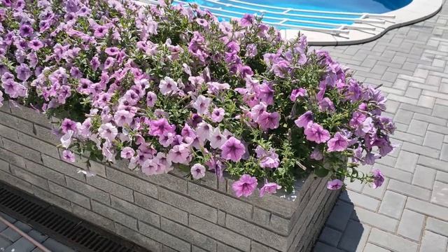 Петуния суперкаскадная F1 ВОЛНА СЛИВОВАЯ смотреть онлайн