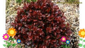 Барбарис тунберга Атропурпуреа. Краткий обзор, описание berberis thunbergii Atropurpurea