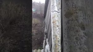 Рысь, нападение на человека