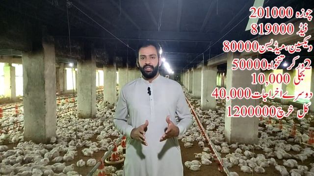 Broiler Chicken farming in Pakistan | 3000 broiler feasibility | Poultry farm business plan