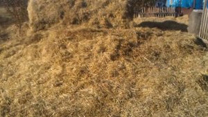 Чем лучше всего мульчировать почву