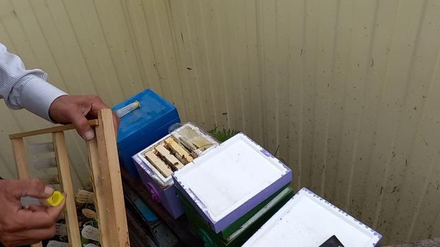 Повторное заселение нуклеусов смотреть онлайн