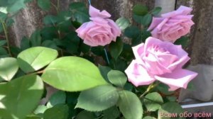 Роза Сиси  ( Майнцер Фастнахт, Блу Мун ) Тантау.  г. Киев,  2023 г.