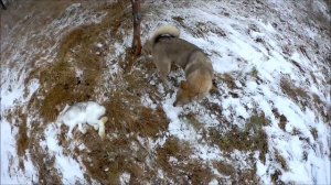 "Охота на зайца с лайкой".