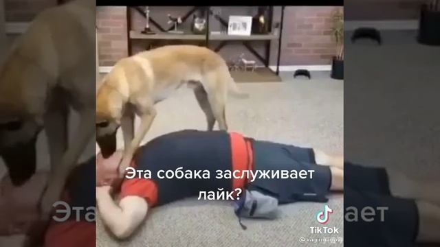 Пес