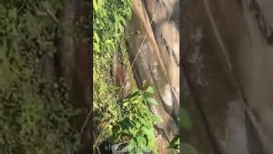 Как собирают мёд диких пчел...