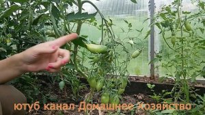 Почему помидоры не краснеют//Что нужно сделать