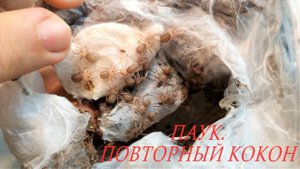 Дубль у паука птицееда. Малыши пауков. Естественный выход.