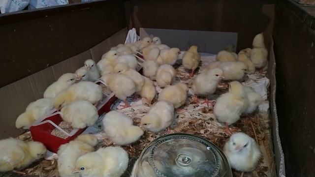 Бройлеры Кобб 500 //Купили бройлеров //Жизнь в деревне !!! смотреть онлайн