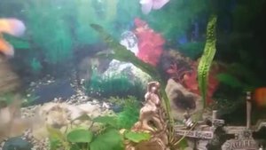Рыбка плавает кверху брюхом, что делать_ она умерла_ Спрашивали   отвечаем