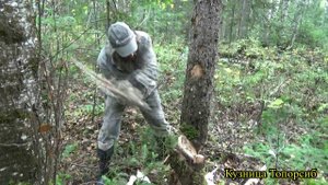 Валка сухостоя часть 3