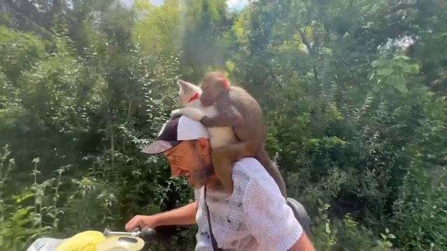 УНИКАЛЬНО! «Замученный» кот Басик в обнимку с «бешеной» гамадрилой Люськой катается по парку))) смотреть онлайн