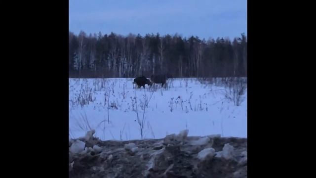 Лоси гуляют. Владимирская область. смотреть онлайн