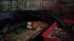 Обустраиваю клетку морским свинкам: новые полочки и лесенки