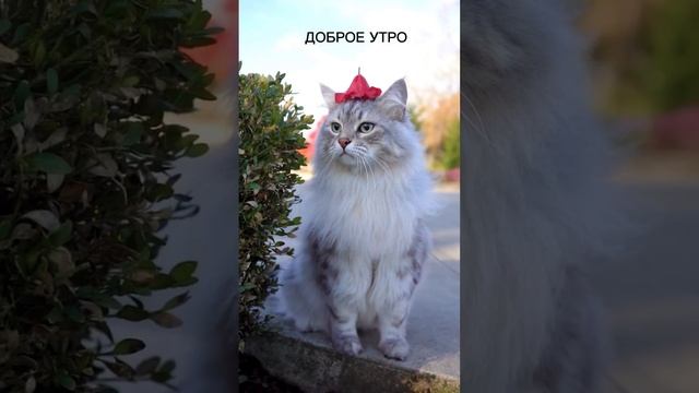 С ДОБРЫМ УТРОМ! | DY-143