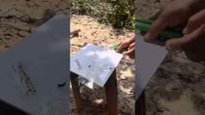 Пчеловод во Вьетнаме, Муйне. Уход за пчелами Мелипонини.
