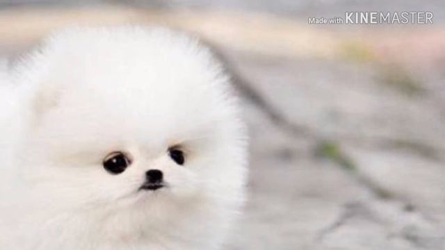 Самые милые собачки в мире
