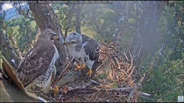 Гнездо ястреба США 06.06.2023 Тоm и Deyani смотреть онлайн