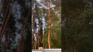 ОТ ВРЕДИТЕЛЯ..ОЧЕНЬ СИЛЬНЫЙ ЗАГОВОР.. ДЛЯ ВСЕХ.. Инга Хосроева - Ведьмина изба