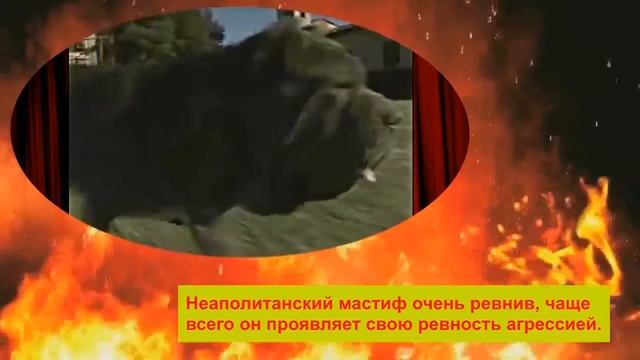 САМЫЕ ОПАСНЫЕ ПОРОДЫ СОБАК. ТОП 10 САМЫХ ОПАСНЫХ ПОРОД СОБАК В МИРЕ. № 8 НЕАПОЛИТАНСКИЙ МАСТИФ смотреть онлайн