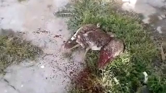 Режим куропатку смотреть онлайн