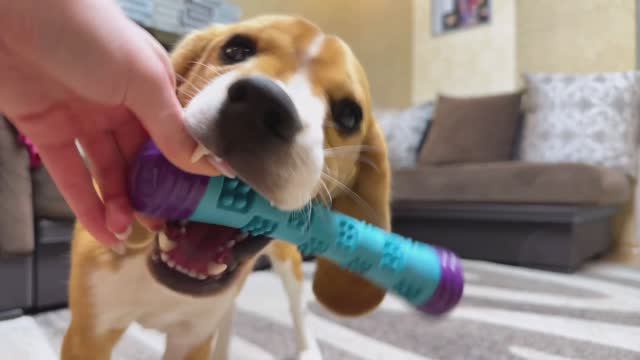 PU3069 Игрушка для собак Pet Universe Многофактурная жевательная палочка с шипами 23х5 см смотреть онлайн