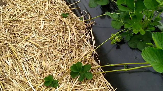 Мурано и Флавия, поздняя посадка. смотреть онлайн