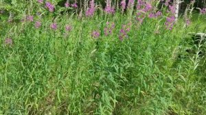 Пчеловодство.Роеловство.Первые результаты охоты на бродячие рои. Лесной рой. #роеловство #пчёлы #ро